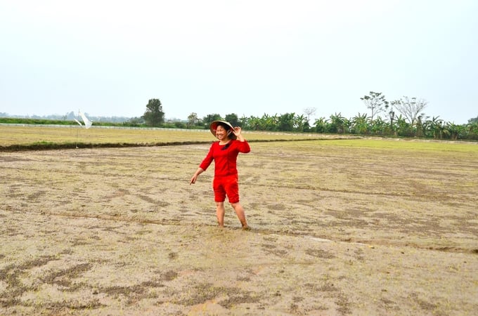 Growing rice without plowing, profits are 4 million VND/hectare higher than traditional