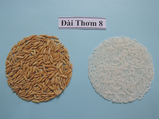 VietNam Rice