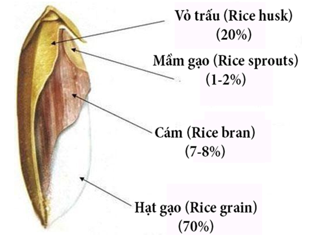 Cám Gạo