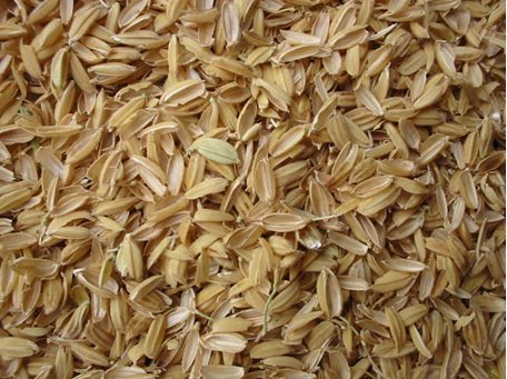 Trấu