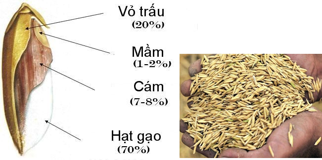 Trấu